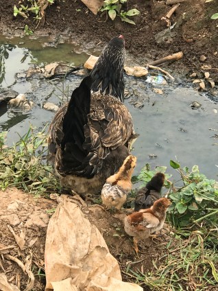 ChickenwithChicksDirty_Fotor