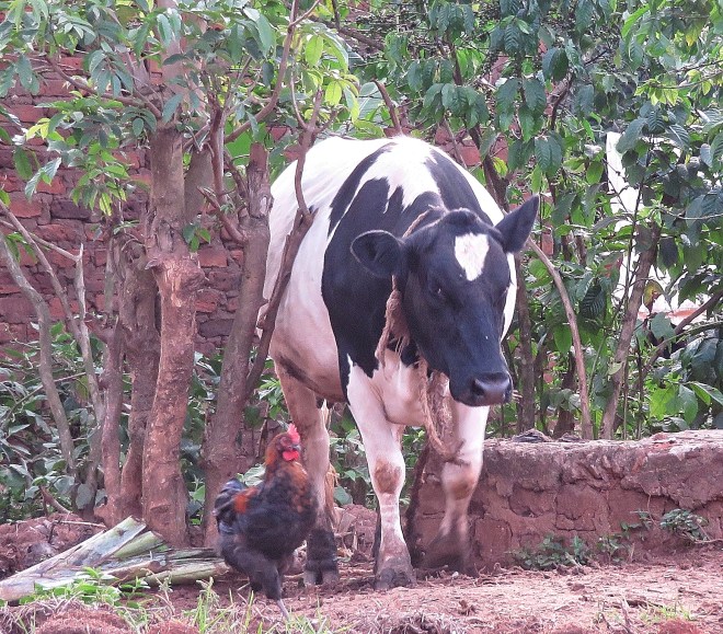 Cow and rooster 2355_Fotor