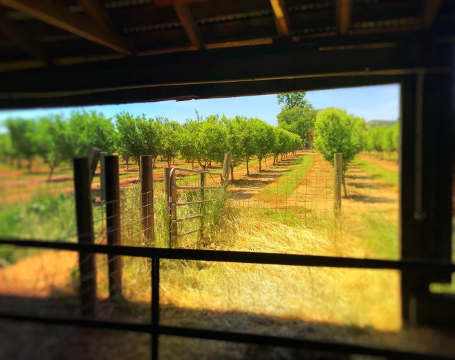 grove of fruit trees