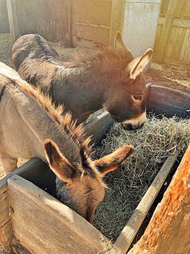 Two donkeys EDITED
