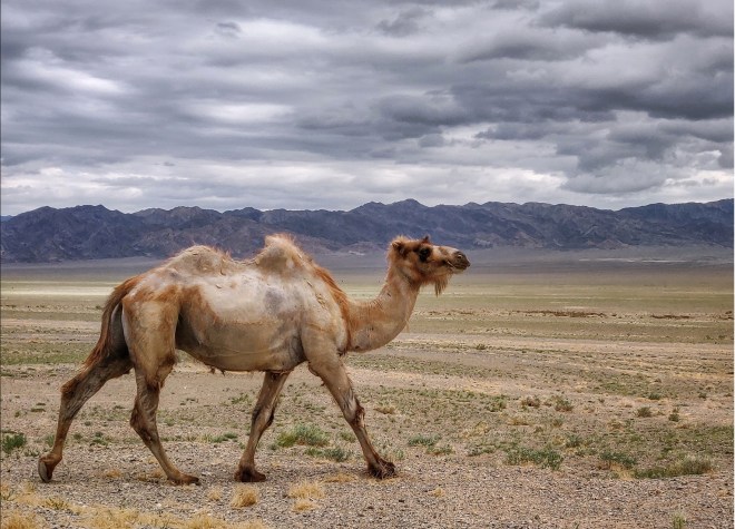 camel